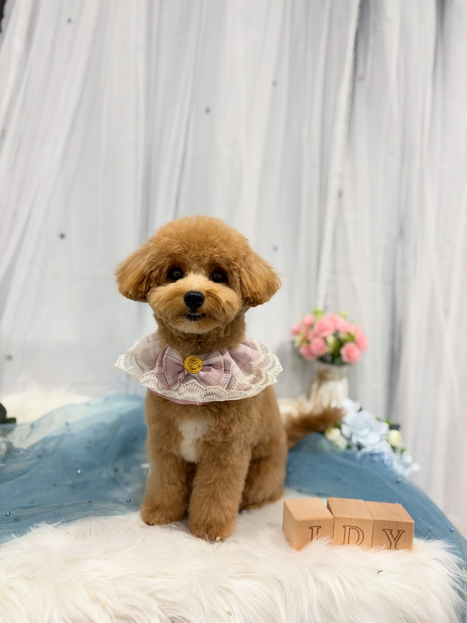 ミックス犬のちゃこちゃん🐶