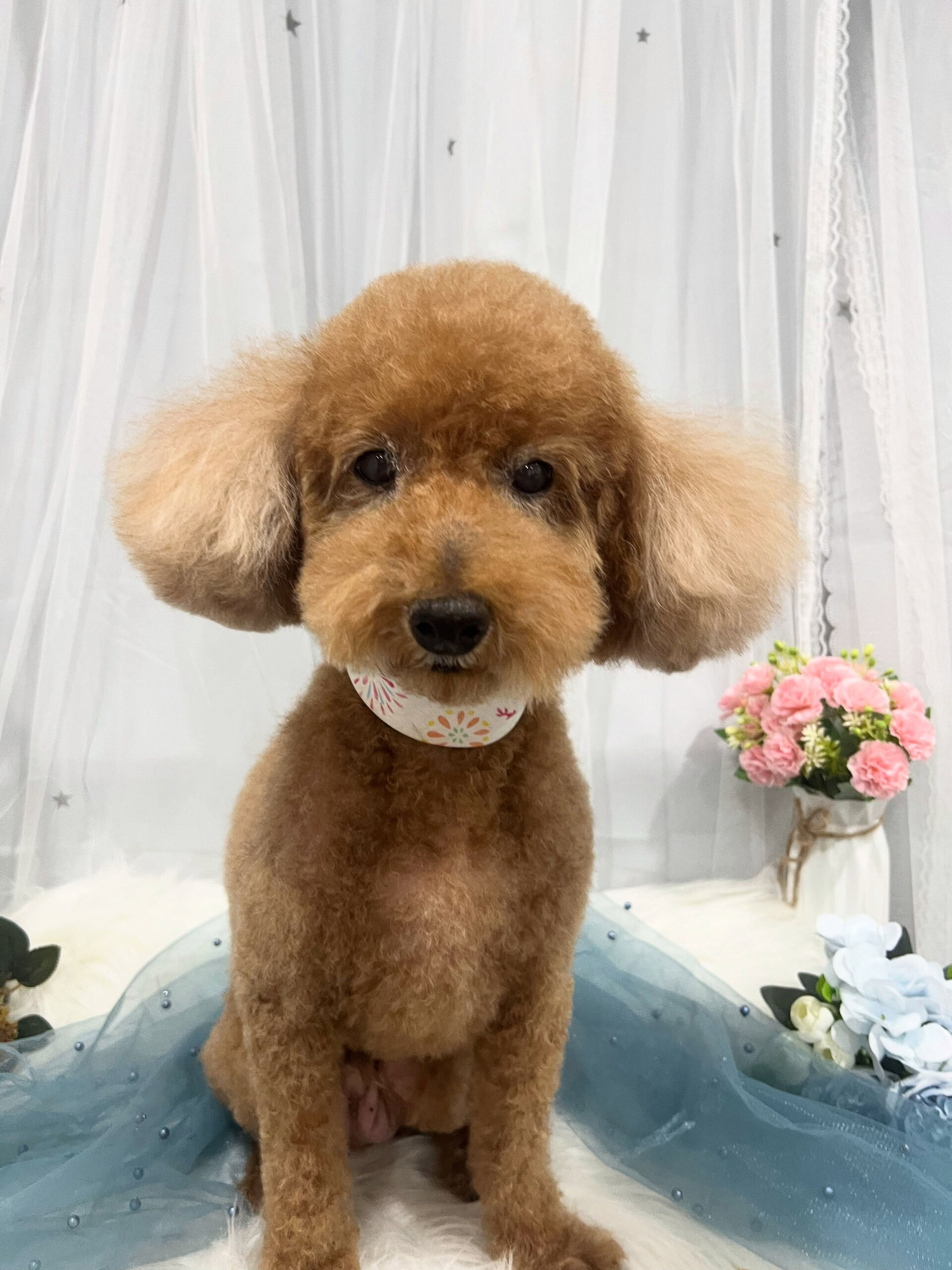 トイプードルのハルちゃん🐶