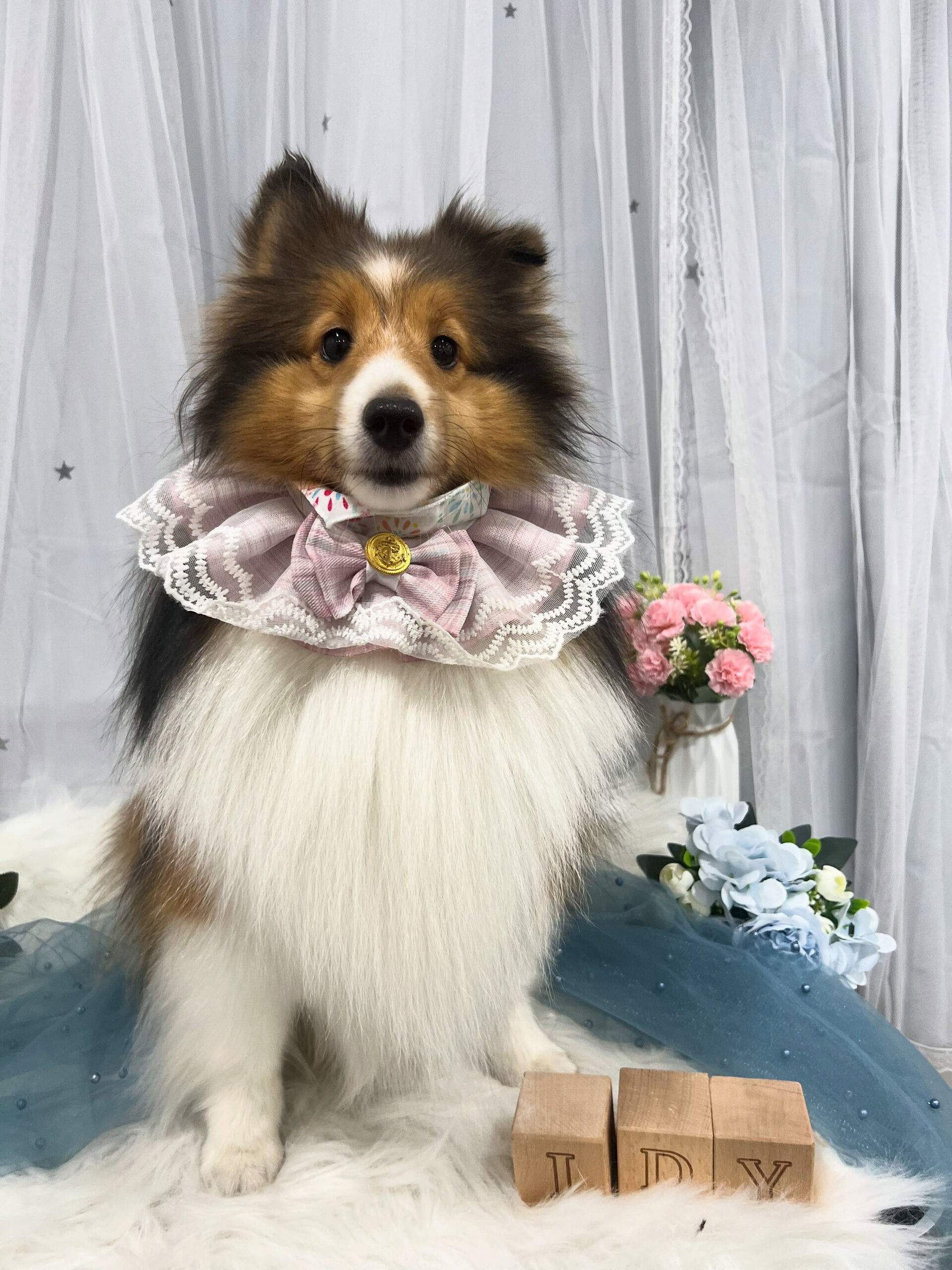 シェットランドシープドッグのベルちゃん🐶
