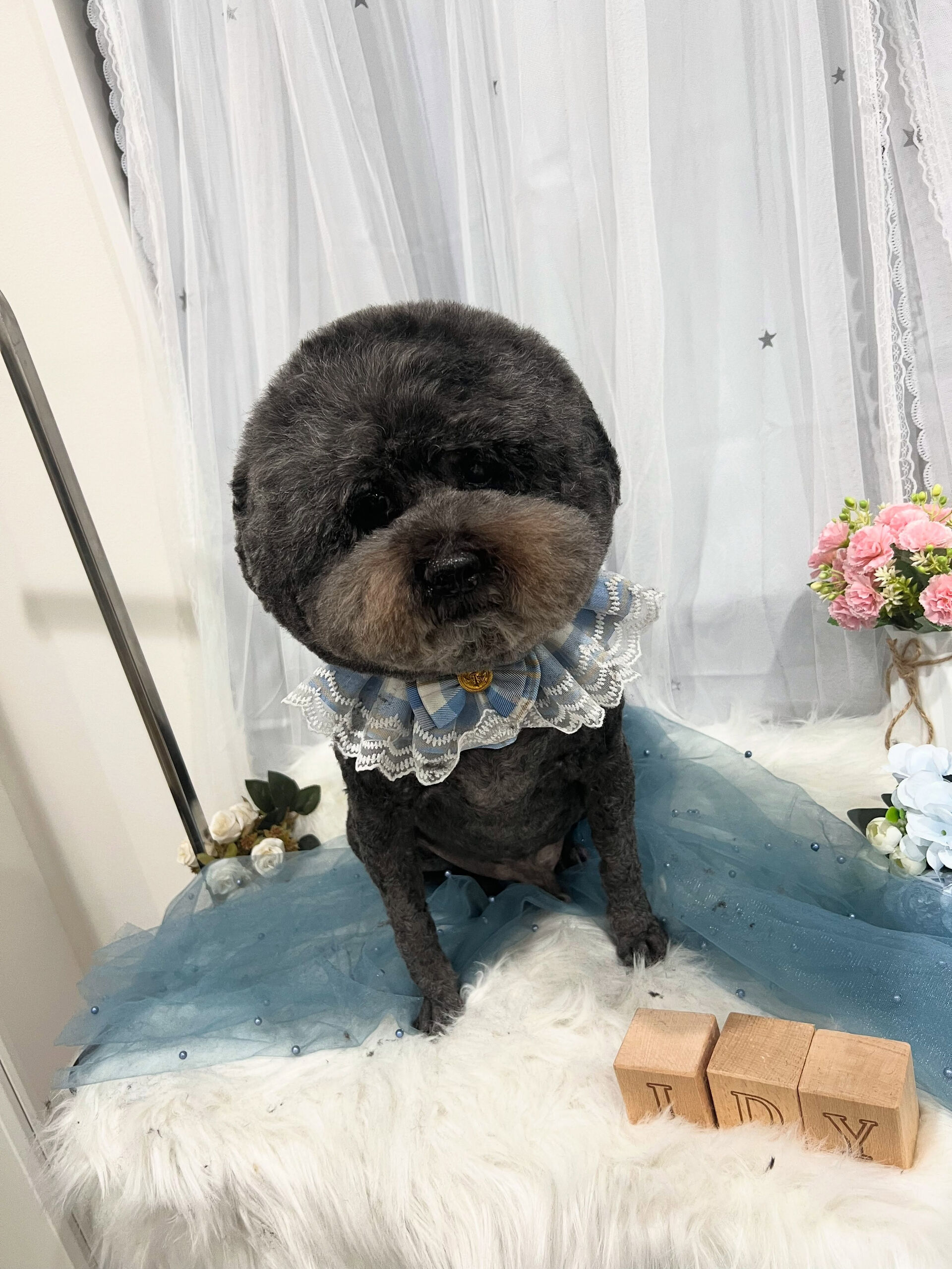 トイプードルのムサシちゃん🐶