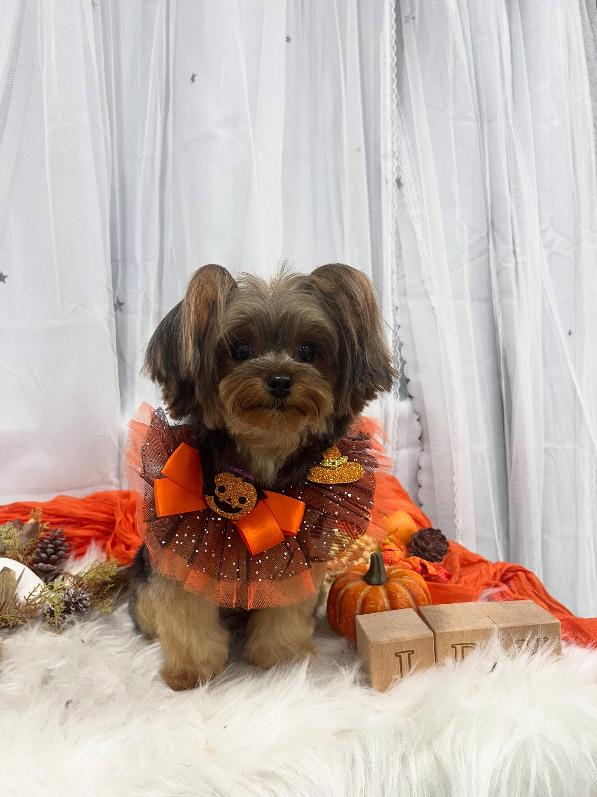 ヨークシャーテリアのチクワちゃん🐶