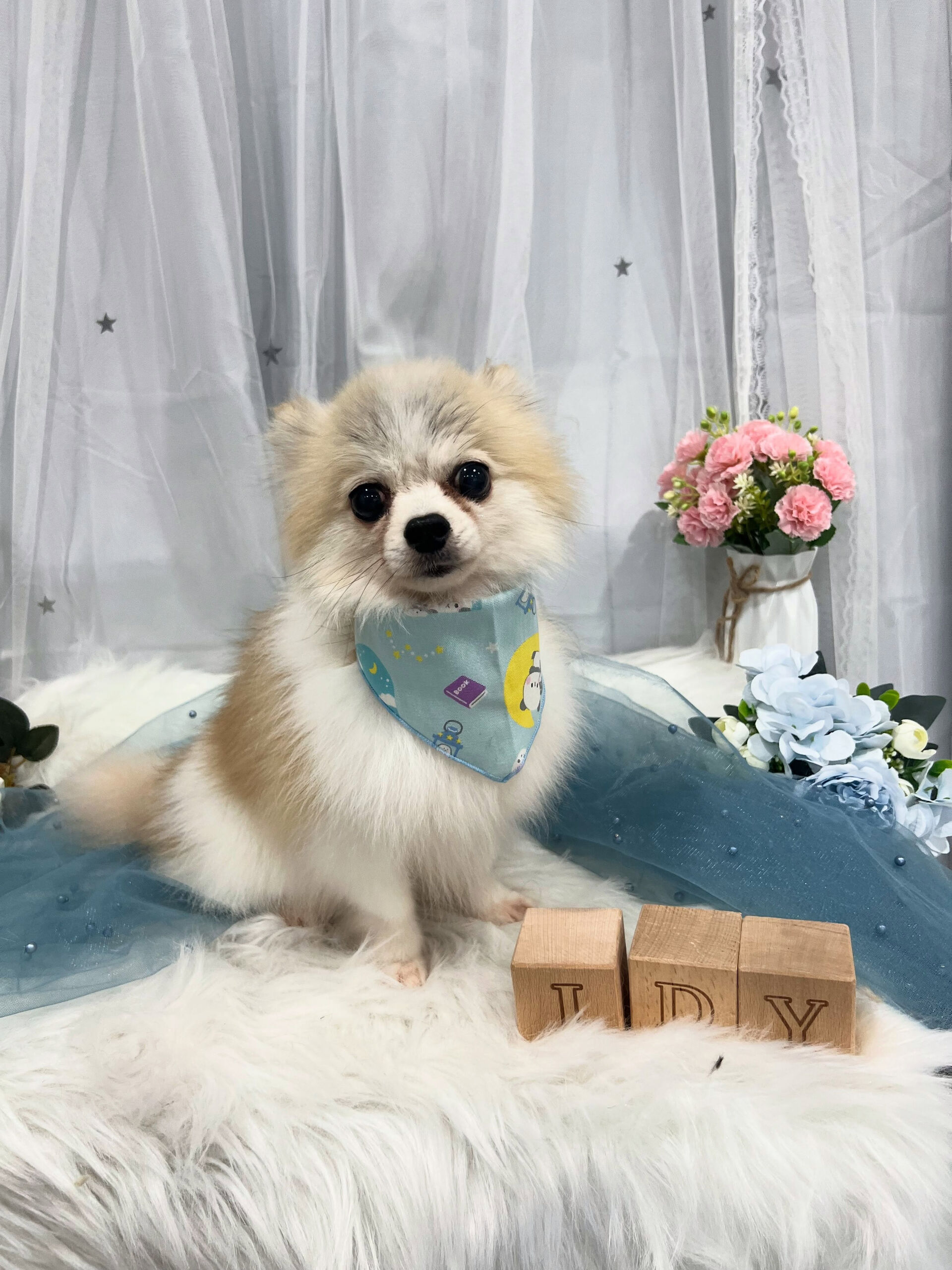 ミックス犬のクロムちゃん🐶