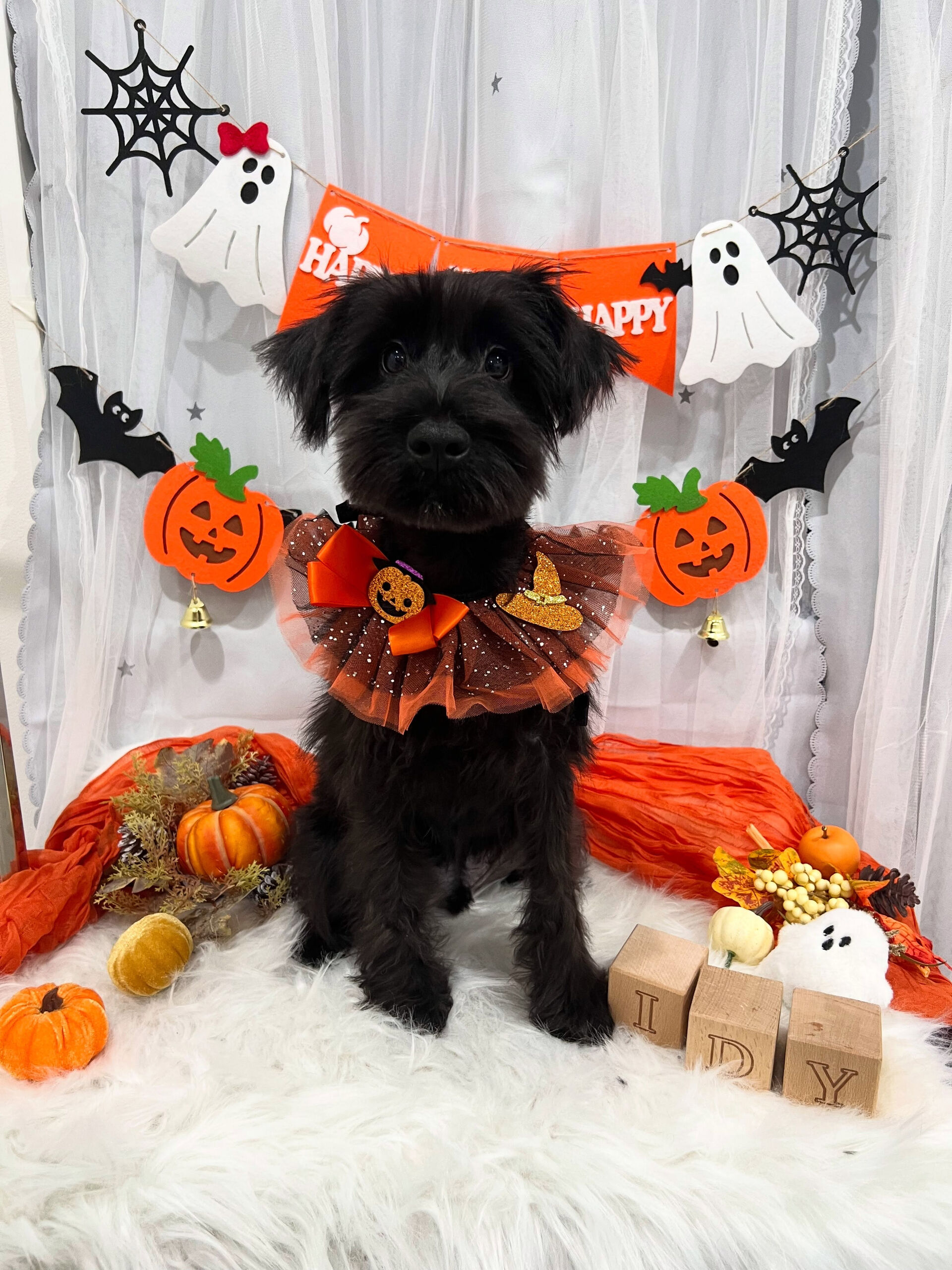 ミニチュアシュナウザーのピノちゃん🐶