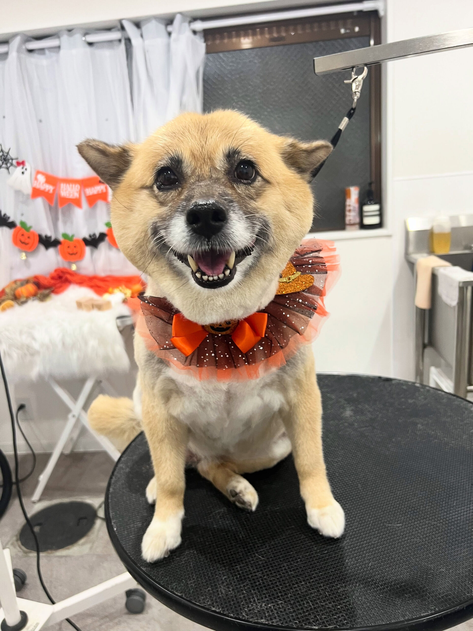 中型ミックス犬のベルちゃん🐶